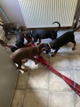 KC REG DOBERMAN puppies for adoption Image eClassifieds4u 2