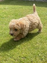 Miniature toy POODLE puppies Image eClassifieds4u 2