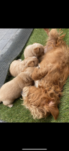 Miniature toy POODLE puppies Image eClassifieds4u 3
