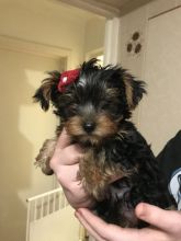 Beautiful t-cup/miniature Yorkshire terrier puppies Image eClassifieds4u 1