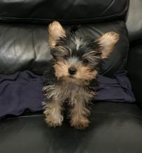 Beautiful t-cup/miniature Yorkshire terrier puppies Image eClassifieds4u 3