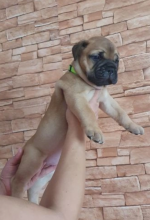ONLY 3 LEFT! KC reg, quality Bulmastiff puppies ( awesomepets201@gmail.com ) Image eClassifieds4u 2