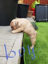Outstanding French bulldog puppies Image eClassifieds4u 2