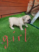 Outstanding French bulldog puppies Image eClassifieds4u 3