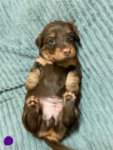 PRA Clear Long hair Mini Dachshund puppies Image eClassifieds4u 2