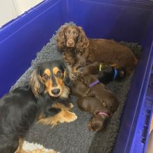 PRA Clear Long hair Mini Dachshund puppies Image eClassifieds4u 4