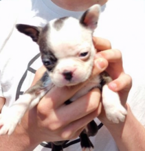 Ready to go kc registered Boston terrier puppies. Image eClassifieds4u 2