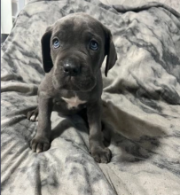 Special cane corso puppies Image eClassifieds4u 3