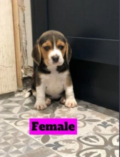 Sweet puppies beagle for sale Image eClassifieds4u 2