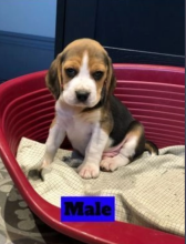 Sweet puppies beagle for sale Image eClassifieds4u 3