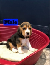 Sweet puppies beagle for sale Image eClassifieds4u 4