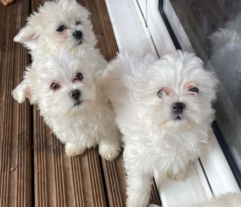 Maltese puppies ready for new homes !!! Image eClassifieds4u