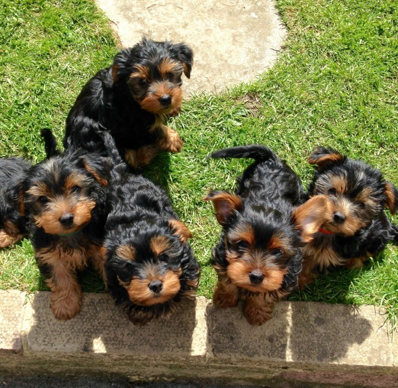 Beautiful t-cup/miniature Yorkshire terrier puppies Image eClassifieds4u