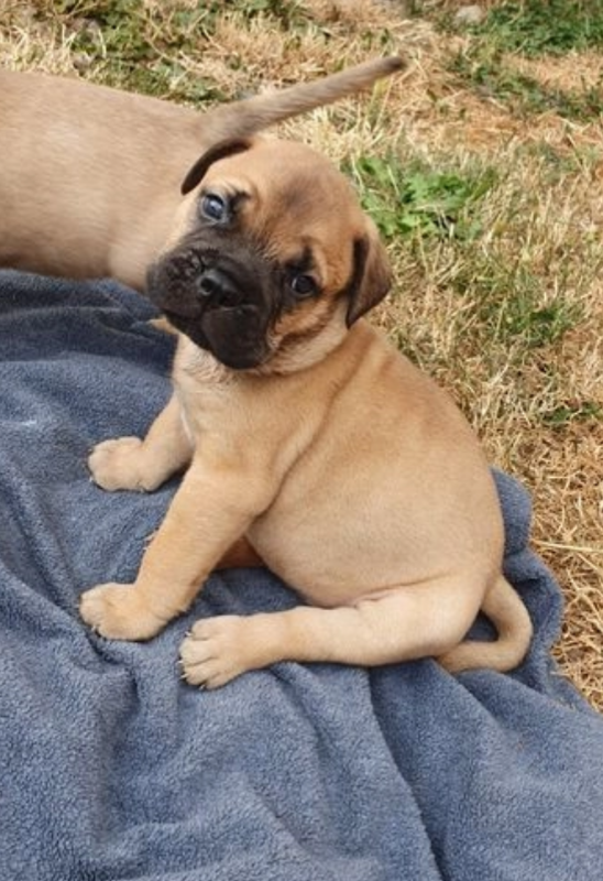 ONLY 3 LEFT! KC reg, quality Bulmastiff puppies ( awesomepets201@gmail.com ) Image eClassifieds4u