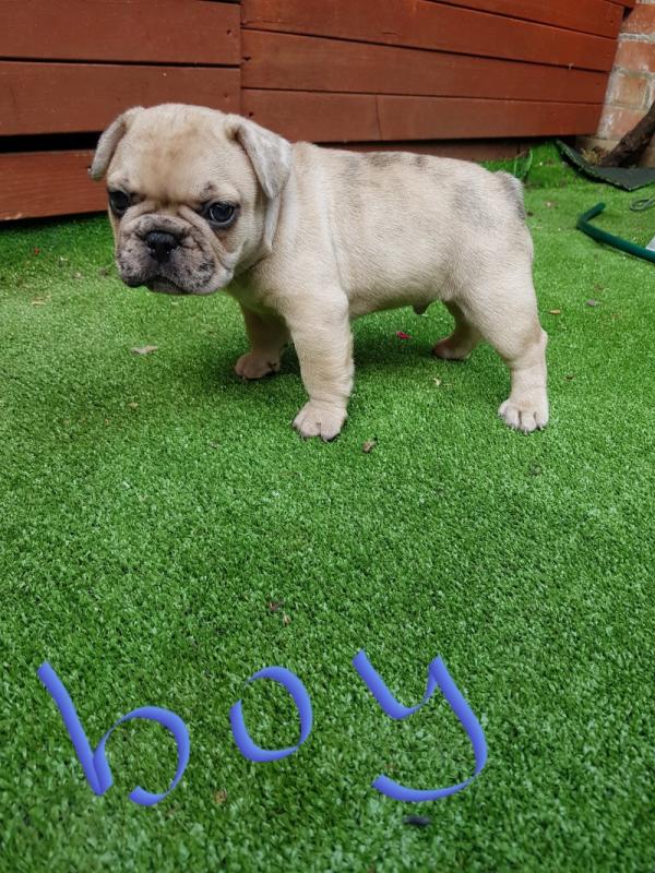 Outstanding French bulldog puppies Image eClassifieds4u