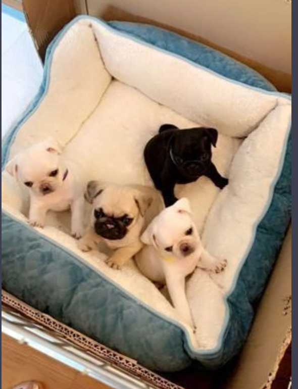 Pug puppies ready to go Image eClassifieds4u