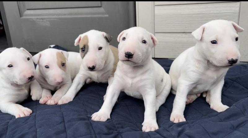 Quality chunky bull terrier puppies for adoption Image eClassifieds4u