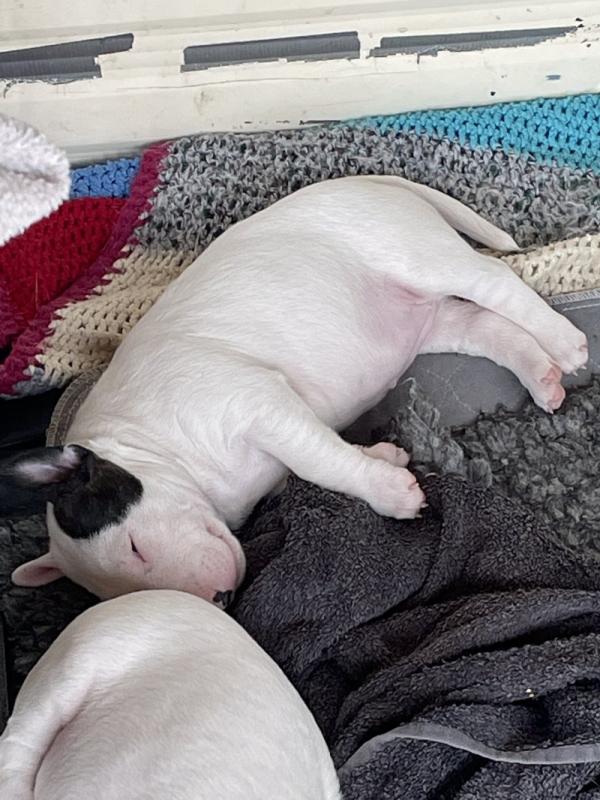 Quality chunky bull terrier puppies for adoption Image eClassifieds4u