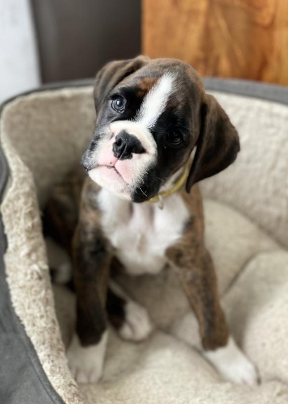 Quality Litter Boston Terrier puppies Image eClassifieds4u