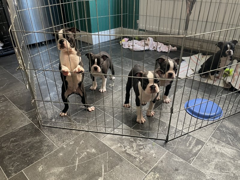 Quality Litter Boston Terrier puppies Image eClassifieds4u