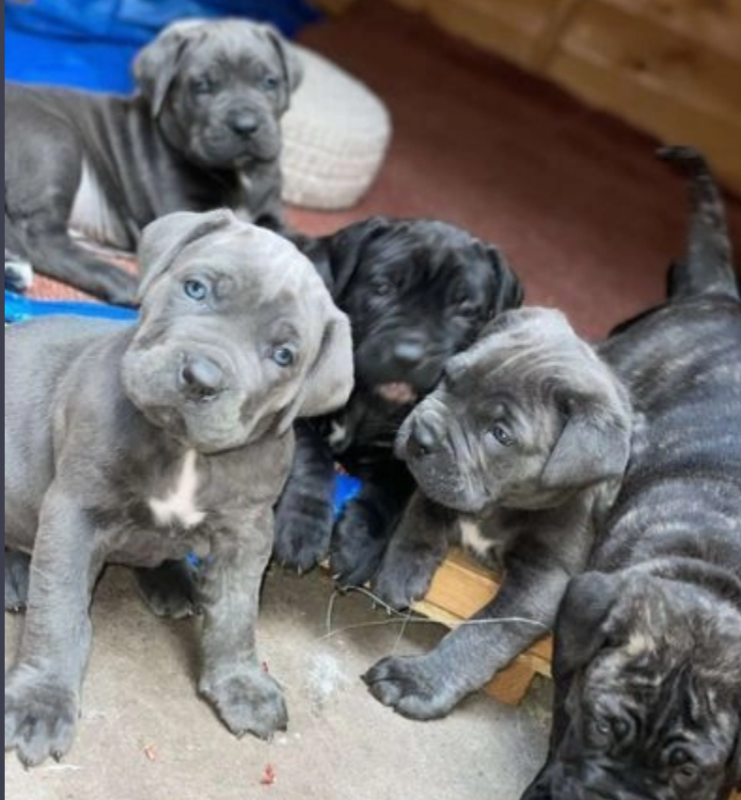 Special cane corso puppies Image eClassifieds4u