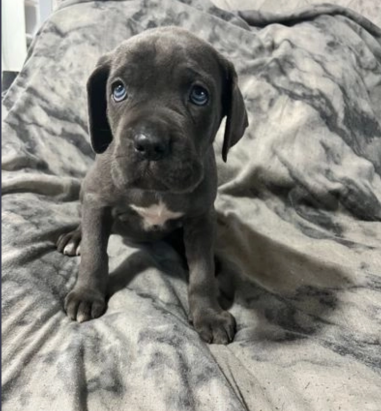 Special cane corso puppies Image eClassifieds4u