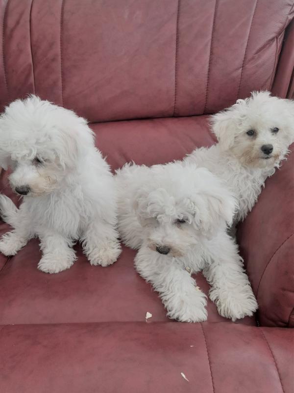 Adorable Bichon Frise puppies FOR ADOPTION Image eClassifieds4u