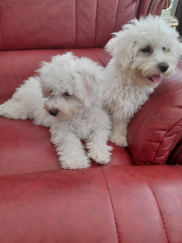 Adorable Bichon Frise puppies FOR ADOPTION Image eClassifieds4u