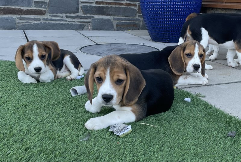 ⭐️ BEAGLES PUPPIES FOR ADOPTION ⭐️ Image eClassifieds4u