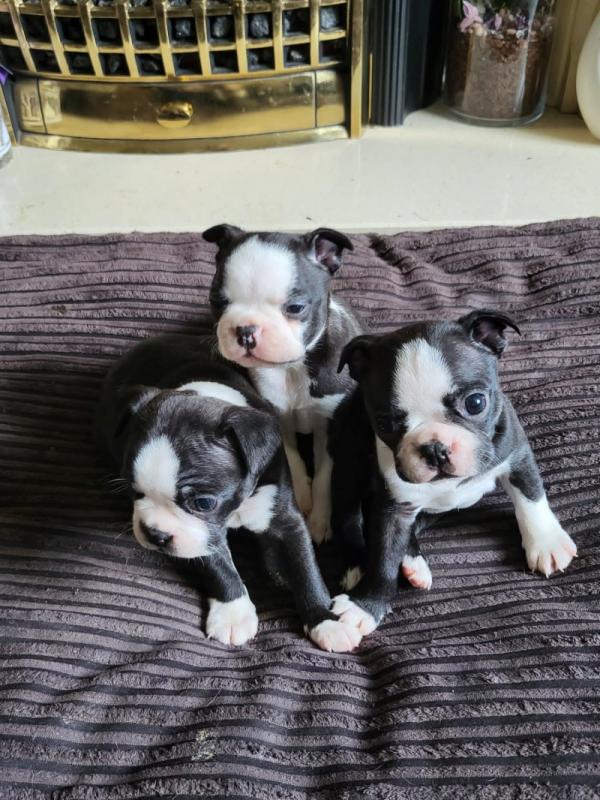 @@@@ Beautiful Boston terrier puppies @@@@ Image eClassifieds4u
