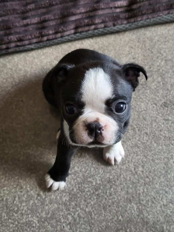 @@@@ Beautiful Boston terrier puppies @@@@ Image eClassifieds4u