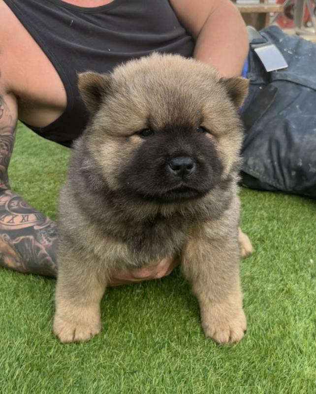 ** Gorgeous chow chow puppies for adoption ** Image eClassifieds4u