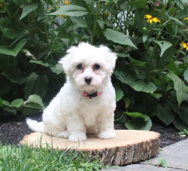 ⭐️ ⭐️ ⭐️ KC reg. Coton De Tulear puppies for Adoption ⭐️ ⭐️ ⭐️ Image eClassifieds4u