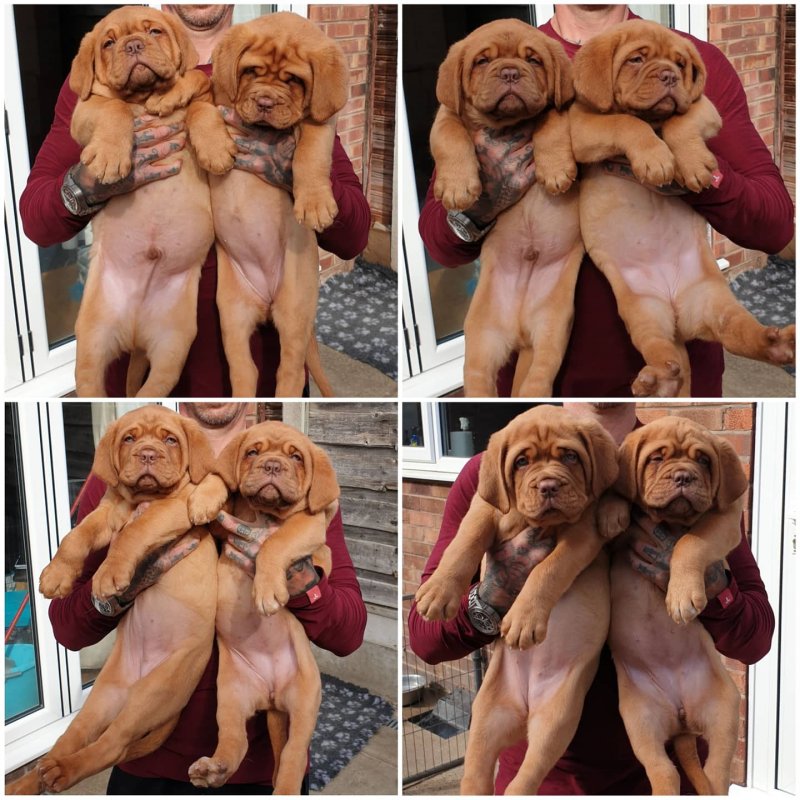 🤩🤩🤩 Pedigree Dogue de Bordeaux puppies for Adoption 🤩🤩🤩 Image eClassifieds4u