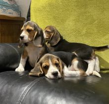 ⭐️ BEAGLES PUPPIES FOR ADOPTION ⭐️