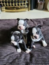 @@@@ Beautiful Boston terrier puppies @@@@