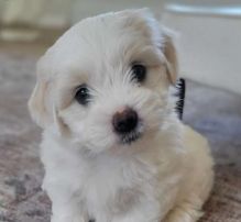⭐️ ⭐️ ⭐️ KC reg. Coton De Tulear puppies for Adoption ⭐️ ⭐️ ⭐️