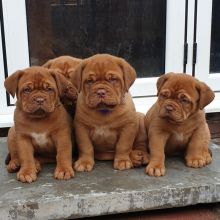 🤩🤩🤩 Pedigree Dogue de Bordeaux puppies for Adoption 🤩🤩🤩