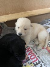 Beautiful German Shepherd Puppies for adoption