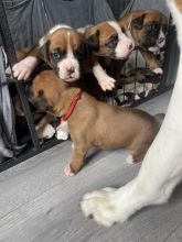 Beautiful kc registered boxer puppies for ADOPTION