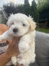 beautiful Maltpoo Puppies ready for adoption..