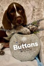 Braque Francais Pointer puppies for adoption..