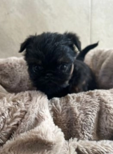 Brussels Griffon puppies available for sale