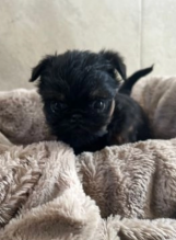 Bruxellois Griffon puppies available near me
