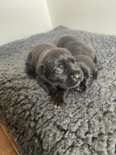 Cane Corso Puppies for loving homes