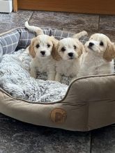 Cavashon puppies ready for adoption