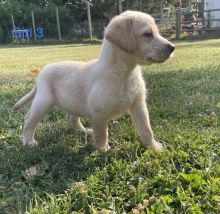 Cute Labrador Retriever puppies ready for adoption..