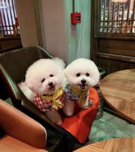 Cute Lovely Bichon Puppies male and female for adoption
