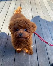 Cute Lovely Toy Poodle Puppies male and female for adoption