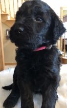 Excellence lovely Male and Female golden doodle Puppies for adoption